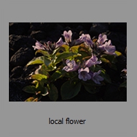 local flower